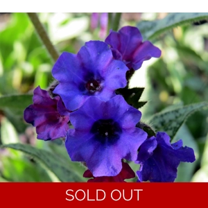 Pulmonara 'Silverado'